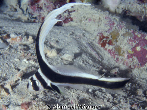 Elusive, Vieques by Abimael Márquez 